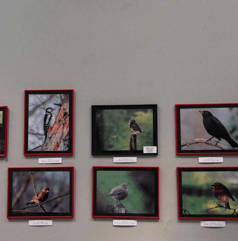 Gallery image